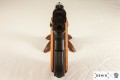 Pistolet Colt 1911 rozbieralny - replika Denix